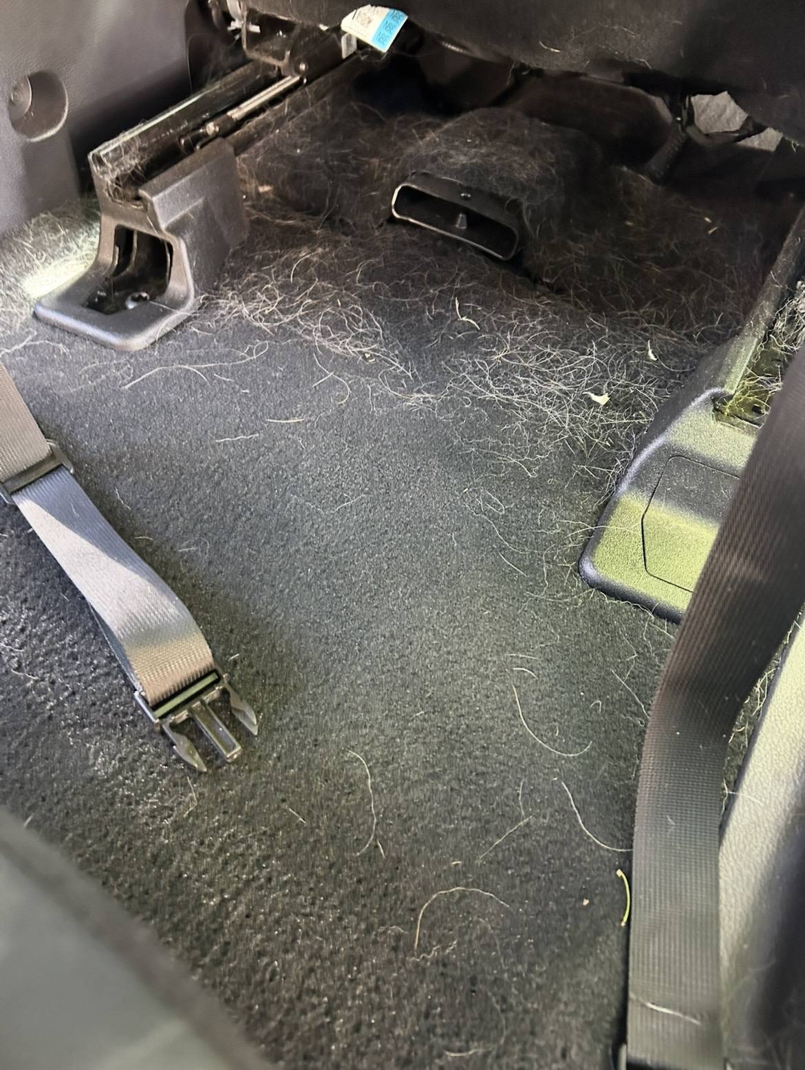 Floor carpet before pet hair removal